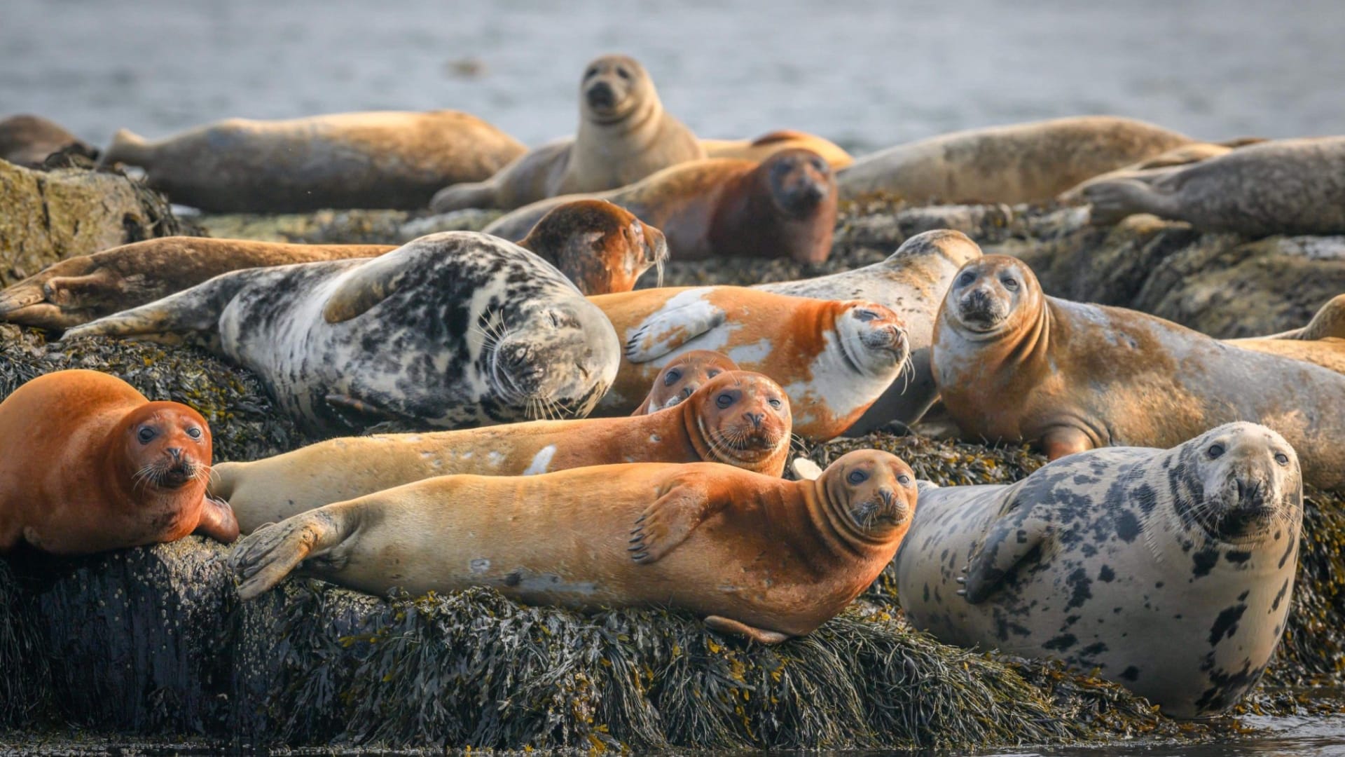 Harbor Seals on rocks