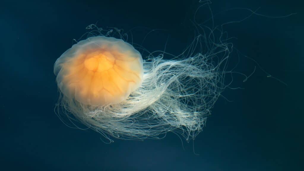 Lions Mane Jellyfish