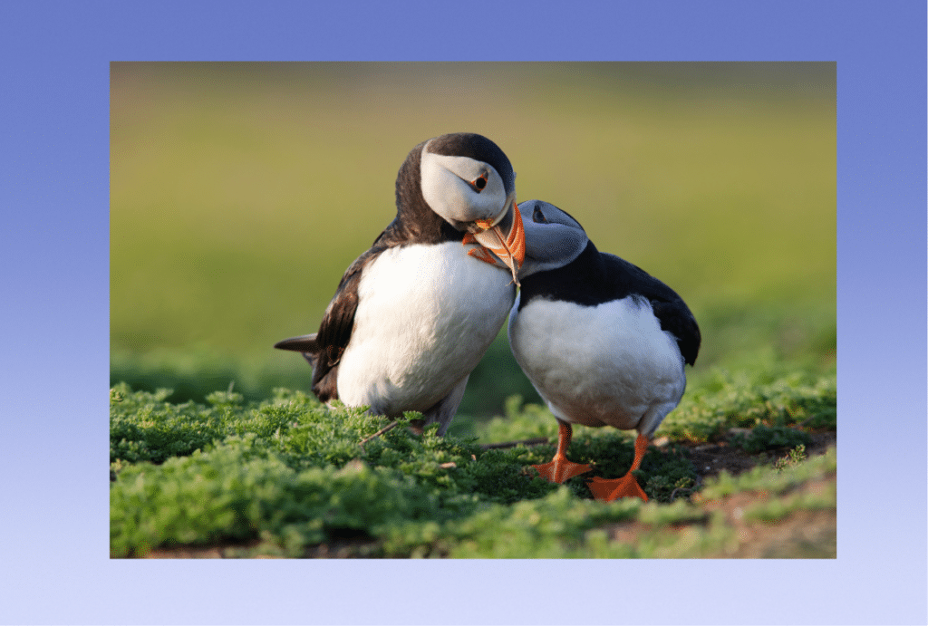 two atlantic puffins sitting together