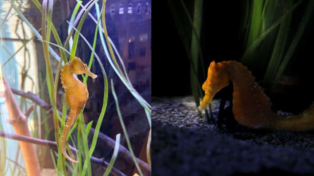 Lined Seahorses