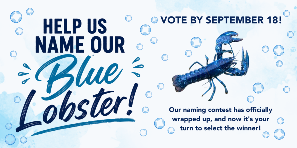 Help us name the blue lobster