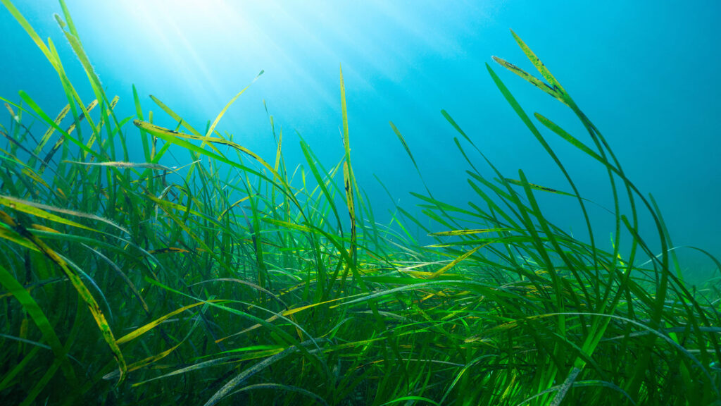 underwater photo of a lush and green meadow or eelgrass in crystal blue water with the sunlight breaking through the surface.