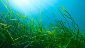 underwater photo of a lush and green meadow or eelgrass in crystal blue water with the sunlight breaking through the surface.