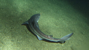 A spiny dogfish swims at the bottom of the ocean floor, body curved into a C-shape redirecting it's trajectory.
