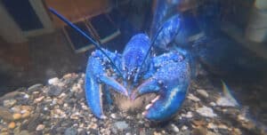 A rare blue lobster faces the camera with both claws visible right in front of it. The photo was taken underwater in a gravel covered aquarium tank.
