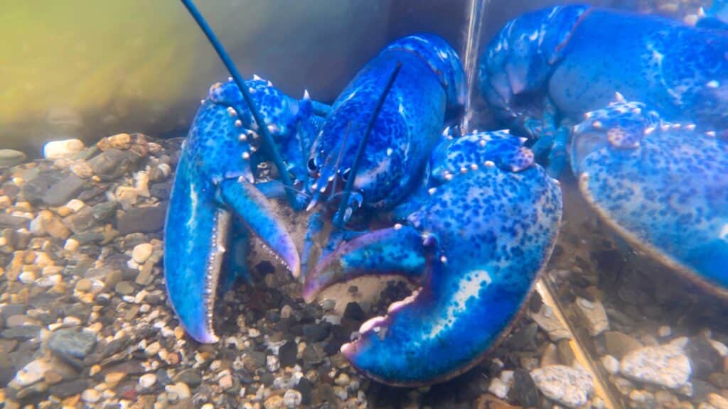 Underwater photo of a blue lobster in an aquarium tank